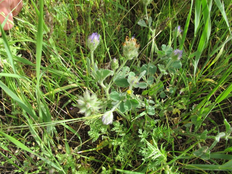 Trigonella coerulescens, photographed by Grzegorz Grzejszczak