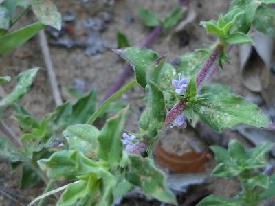 Spermacoce hispida, photographed by Dinesh Valke