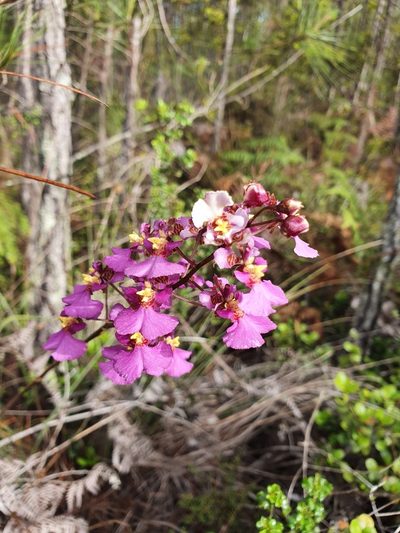 Tolumnia scandens, photographed by Yolanda M. Leon