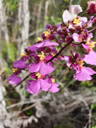 Tolumnia scandens, photographed by Yolanda M. Leon