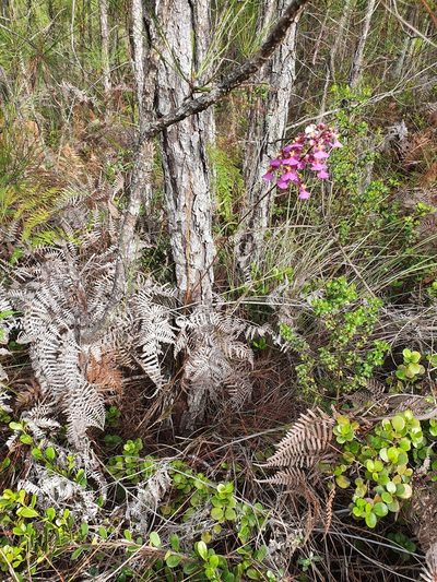 Tolumnia scandens, photographed by Yolanda M. Leon
