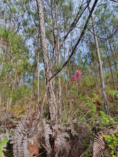Tolumnia scandens, photographed by Yolanda M. Leon