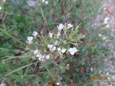 Cleome gynandra, photographed by 祐