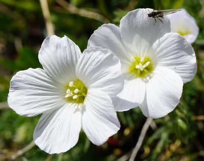 Linum alpinum, photographed by Patrick Hacker
