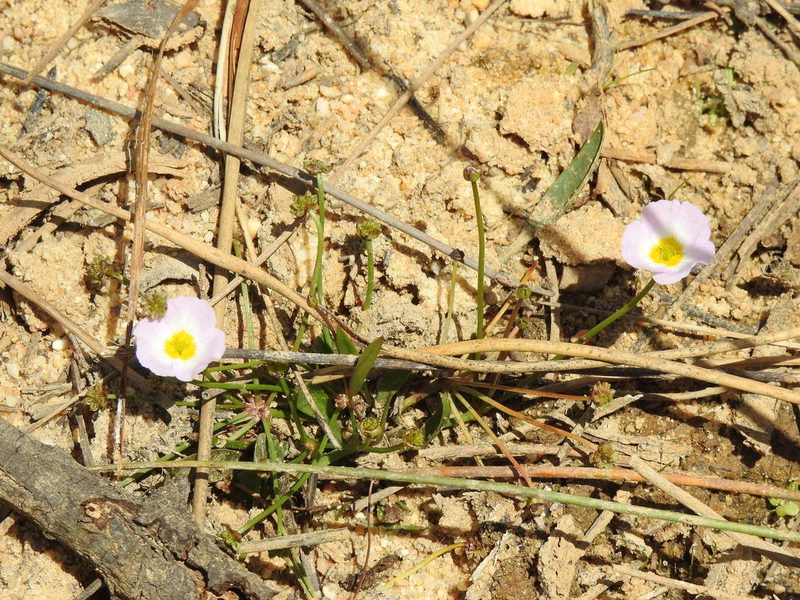 Baldellia repens, photographed by Duarte Frade