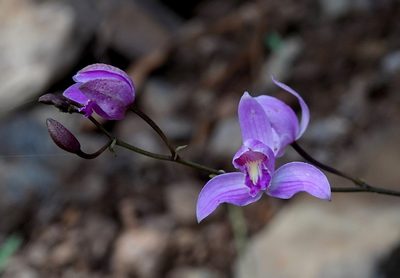 Bletia purpurea, photographed by desertnaturalist