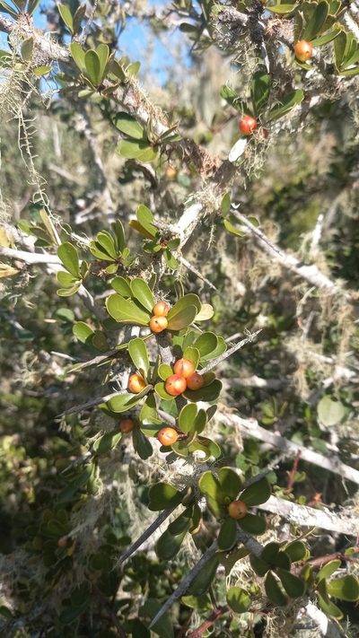 Gymnosporia capitata, photographed by kevin koen