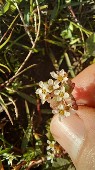 Crassula natans, photographed by kevin koen