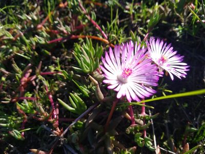 Lampranthus filicaulis, photographed by De Waal Hugo