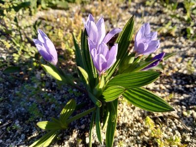 Babiana villosula, photographed by De Waal Hugo