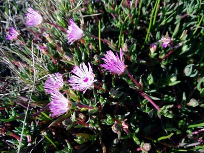 Lampranthus filicaulis, photographed by De Waal Hugo