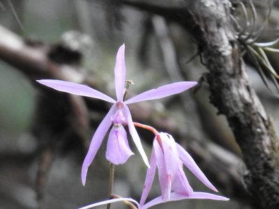 Encyclia adenocaula, photographed by Sandino Guerrero
