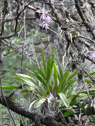 Encyclia adenocaula, photographed by Sandino Guerrero