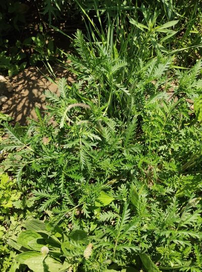 Potentilla tergemina, photographed by Юлия