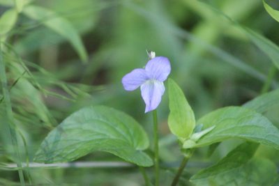 Viola nemoralis, photographed by Tatiana Strus