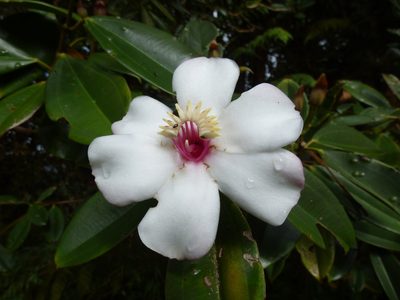 Blakea quadrangularis, photographed by Daniel van der Post