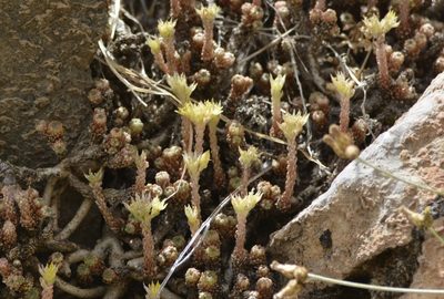 Sedum multiceps, photographed by Karim Haddad