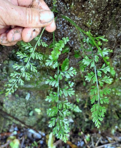 Asplenium cimmeriorum, photographed by Alice Shanks