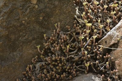 Sedum multiceps, photographed by Karim Haddad