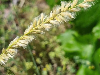 Melica ciliata, photographed by agosti