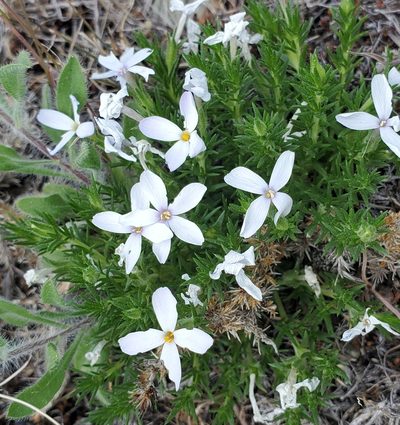 Phlox caespitosa, photographed by Laura Gaudette