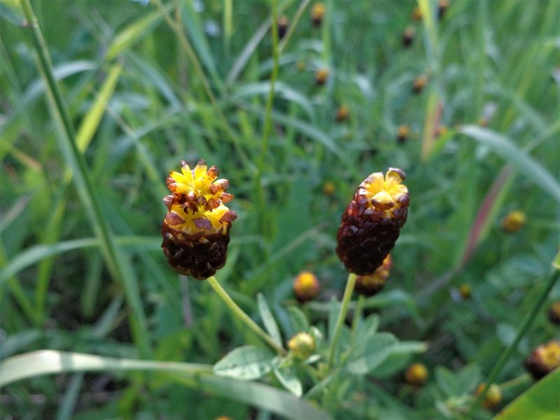 Trifolium spadiceum, photographed by Екатерина Войнова