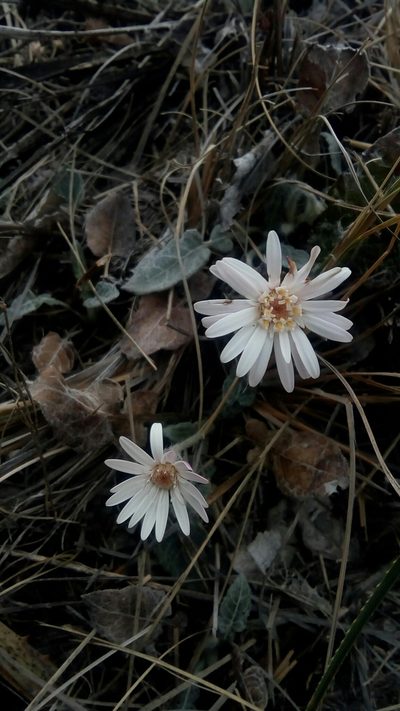 Chaptalia lyratifolia, photographed by Leticia Jiménez Hernández