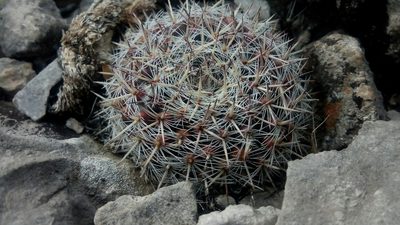 Mammillaria formosa, photographed by Leticia Jiménez Hernández