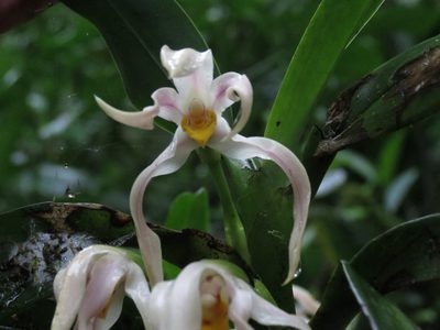 Maxillaria inaudita, photographed by Reuven Martin