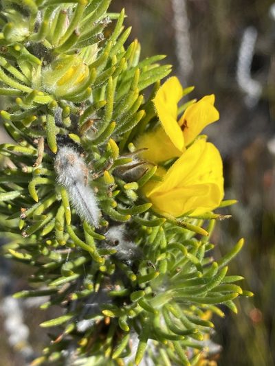 Aspalathus acanthes, photographed by Dave U
