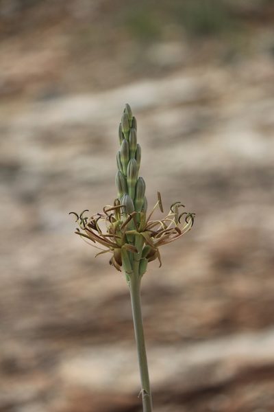 Agave guttata, photographed by José Belem Hernández Díaz