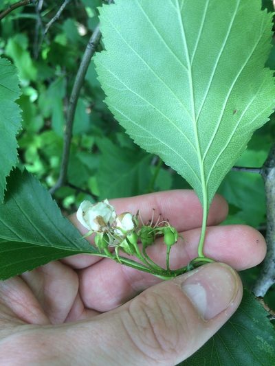 Crataegus chrysocarpa, photographed by Étienne Lacroix-Carignan