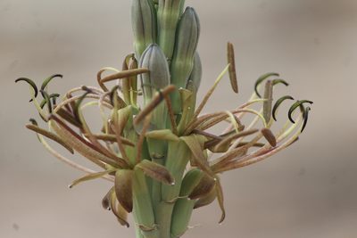Agave guttata, photographed by José Belem Hernández Díaz