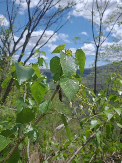 Jatropha cordata, photographed by Juan Cruzado Cortés