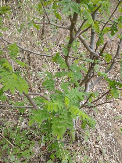 Bursera copallifera, photographed by Juan Cruzado Cortés