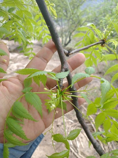 Bursera penicillata, photographed by Juan Cruzado Cortés