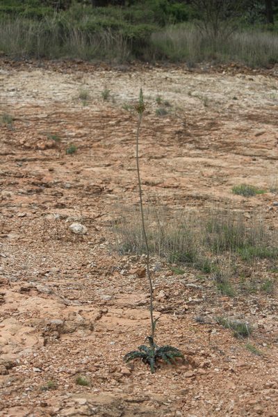 Agave guttata, photographed by José Belem Hernández Díaz