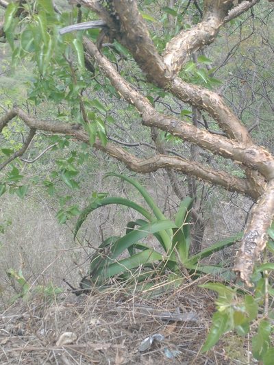 Agave vilmoriniana, photographed by Juan Cruzado Cortés