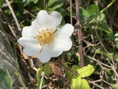 Rosa sempervirens, photographed by pavlaki1968