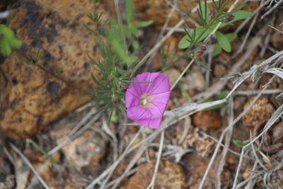 Ipomoea capillacea, photographed by José Belem Hernández Díaz