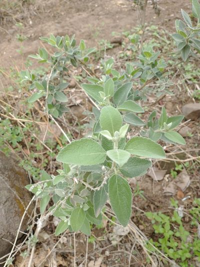 Condea albida, photographed by Juan Cruzado Cortés