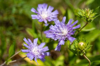 Stokesia laevis, photographed by evangrimes