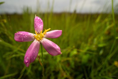Sabatia stellaris, photographed by evangrimes