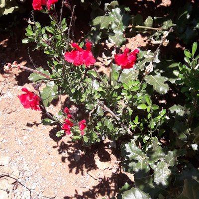 Salvia greggii, photographed by José Gerardo Velasco
