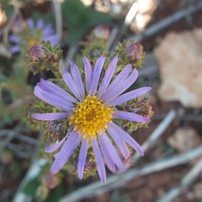 Symphyotrichum carnerosanum, photographed by José Gerardo Velasco