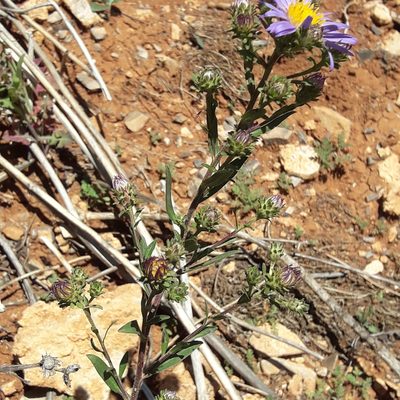 Symphyotrichum carnerosanum, photographed by José Gerardo Velasco