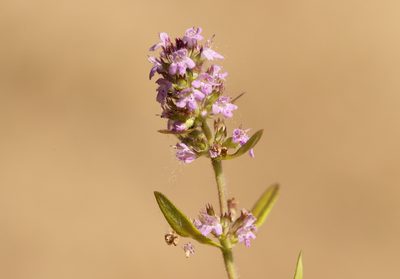 Thymus pannonicus, photographed by Вячеслав Юсупов