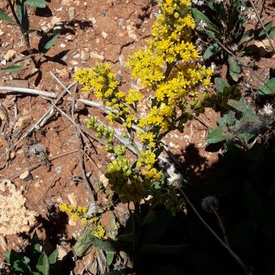 Solidago velutina, photographed by José Gerardo Velasco