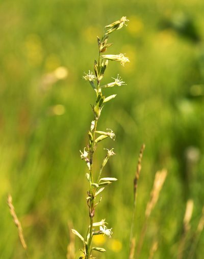 Silene tatarica, photographed by Вячеслав Юсупов