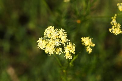 Thalictrum lucidum, photographed by Вячеслав Юсупов